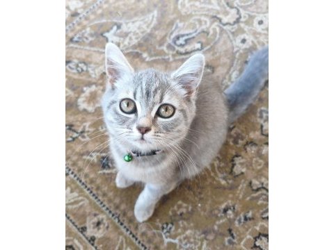 British shorthair kedisi