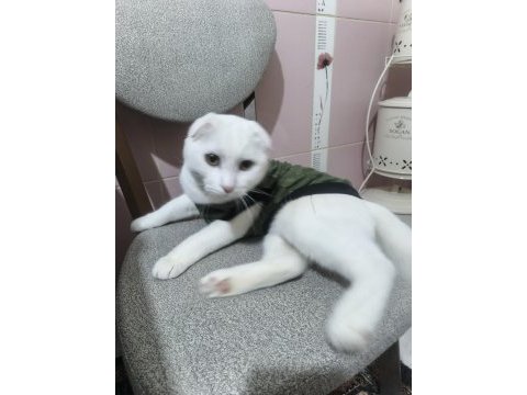 Scottish fold kedisi