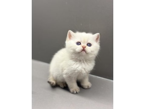 A kalite şecereli babanın british shorthair yavrusu