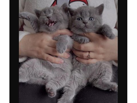 British shorthair kediler