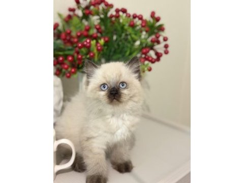 Safkan ragdoll
