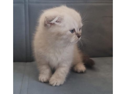 Scottish fold blue point yavru