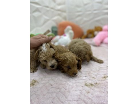 Erkek dişi maltipoo yavrular