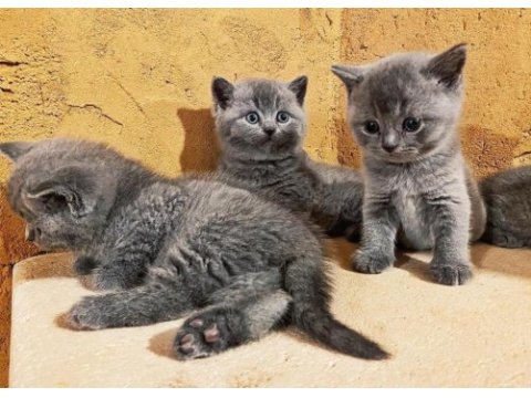 British shorthair yavruları