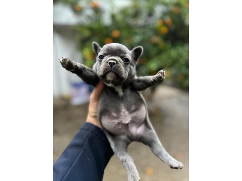 Blue french bulldog yavrularımız