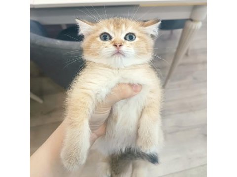 British golden erkek