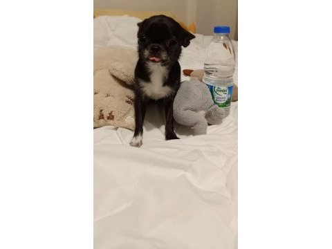 Chihuahua dişi kızımız
