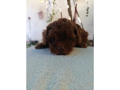 Orjinal toy poodle
