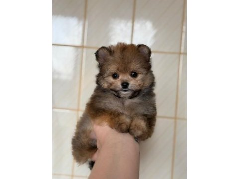 Pomeranian poodle pomapo yavrumuz