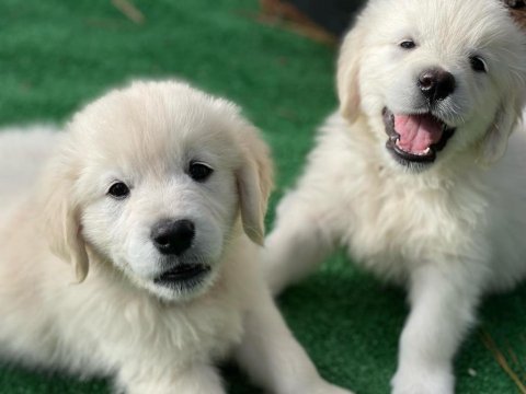 White golden retriever puppy erkek