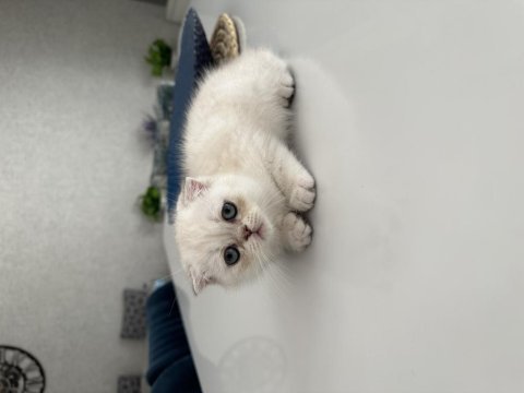 Scottish fold kedimize sevgi ile büyütecek aile arıyoruz
