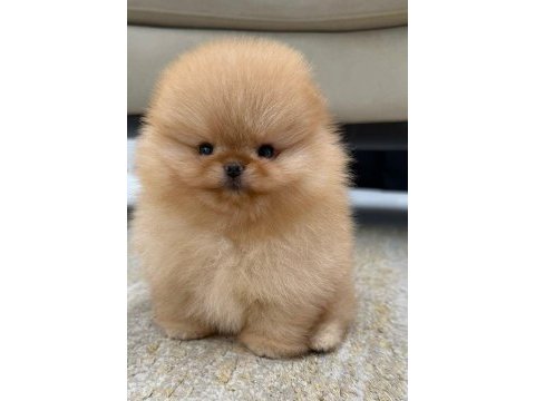 Pomeranian yavrularımız beyaz orange mevcut