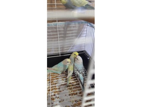 Yeni yeme düşen rainbow muhabbet kuşları yavrular