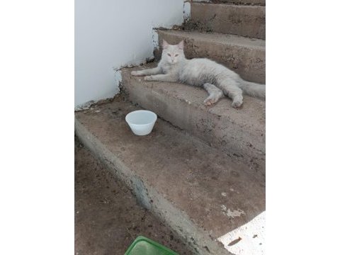 British longhair dişi kedimiz