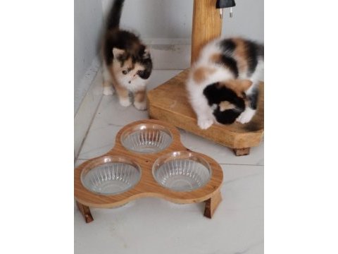 Cfa kayıtlı anne ve baba yavru exotic