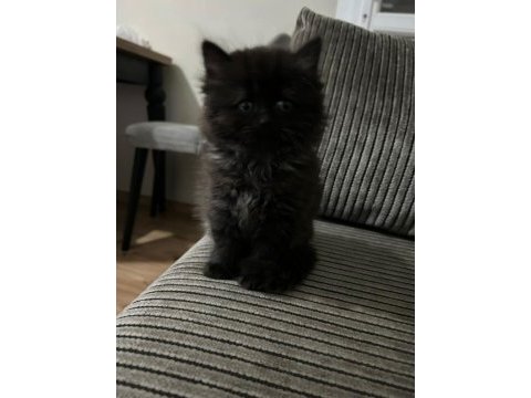British longhair kedimize yuva arıyoruz yavrumuza