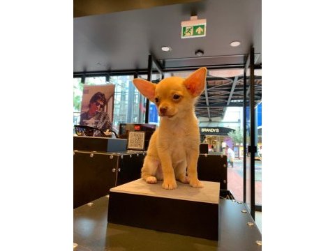 2.5 aylık yavru erkek teacup şivava