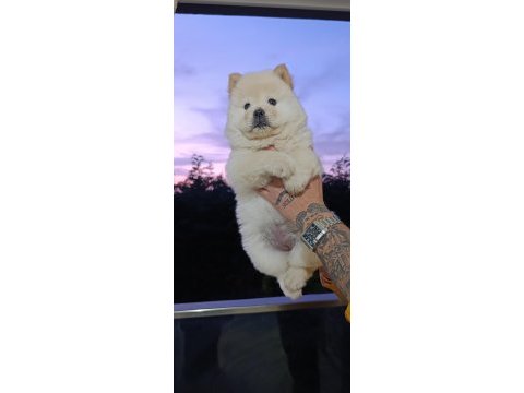 Chow chow bebekler