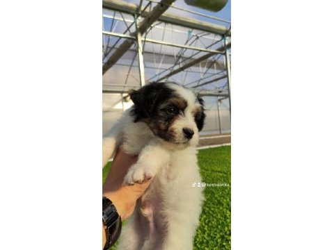 3 erkek 60 günlük köpeğimiz ankara
