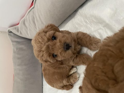 Poodle köpeğimiz