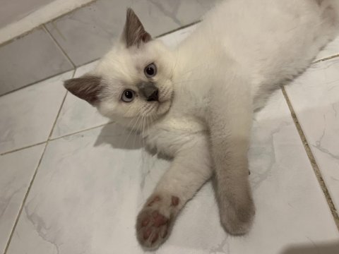 Paşa oğlum british longhair