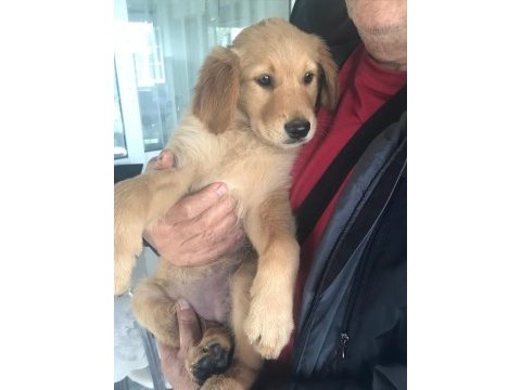 2,5 aylık golden retriever kızımız yeni ailesini arıyor