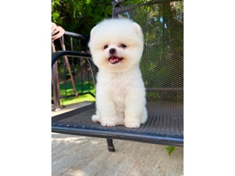 Orjinal pomeranian boo