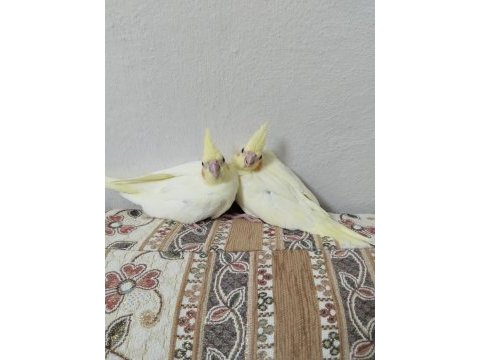 Sultan papağanı lutino yavruları