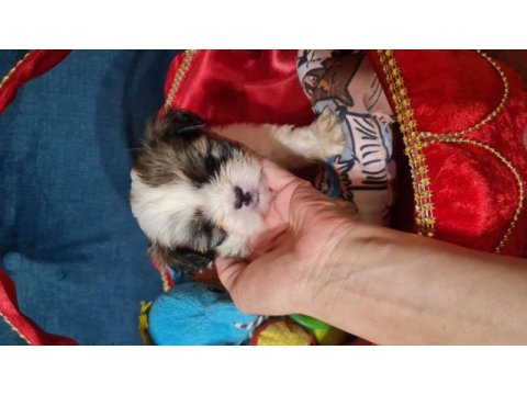 2 aylık dişi erkek morkie