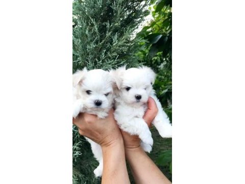 Anne altından maltese terrier dişi ve erkek