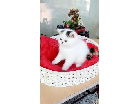 Show kalite exotic shorthair dişi yavrular