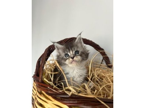 Sağlık ve ırk garantili minik maine coon devler