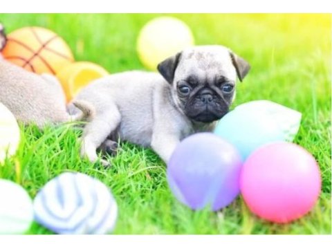 Irk ve sağlık garantili pug