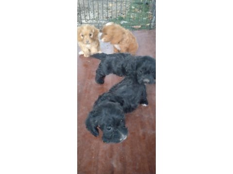 Cockapoo bebekler
