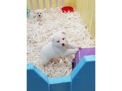 Japon akita ınu yavrulari istanbul 