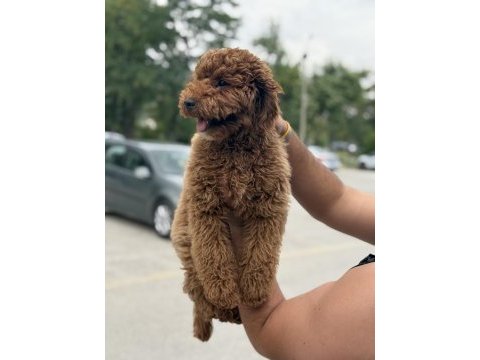 Sahibinden yaşına girmek üzere poodle