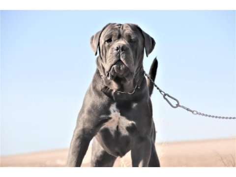 Kifşecereli cane corso
