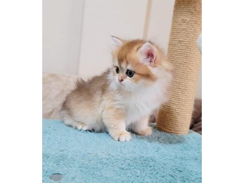 British longhair dişi ve erkek yavrularımız