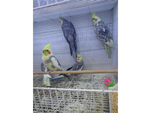 Sultan papağanları sarı beyaz gri