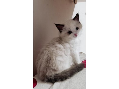 Şecereli anneden ve babadan ragdoll
