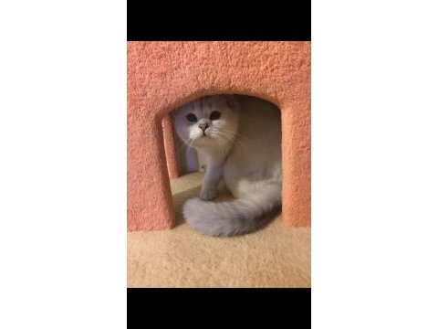 British yavrularımıza takip şartı ile yuva arıyoruz