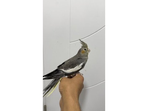 Sultan papağanı sahiplendirilecekler