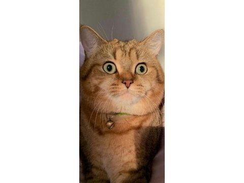 5 yaşında kedimizi acil sahiplendireceğim