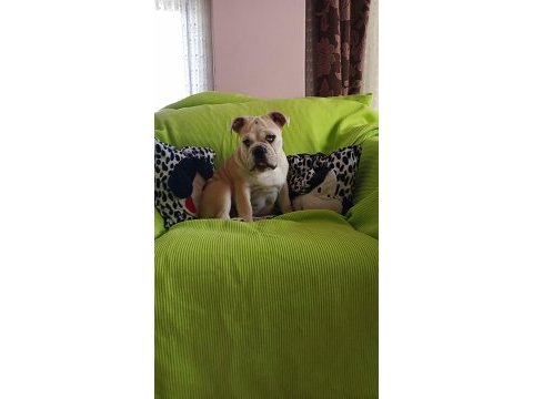 Orijinal ırk english bulldog yavrumuz