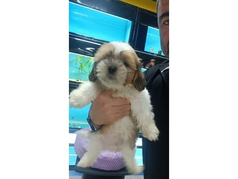 3 aylık dişi shih tzu yavrular