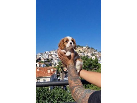 Sağlıklı cavalier king charles yavruları