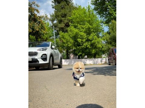 Mini boy show kalite pomeranian sağlık garantili