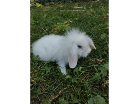 Sevimli bebek tavşanlar