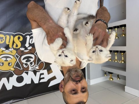Renk renk scottısh fold yavrular ankara mağazamızda 