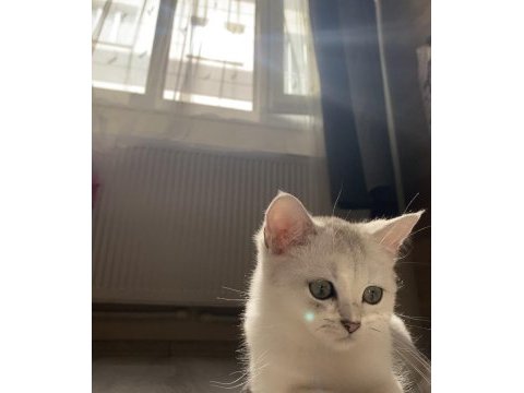 Sliver yavru british shorthair kedim